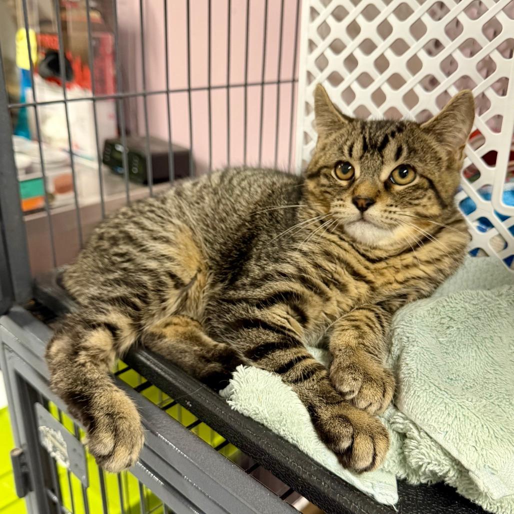 Enlarge Fang, a Adoptable mixed breed in Binghamton, NY image 1/6