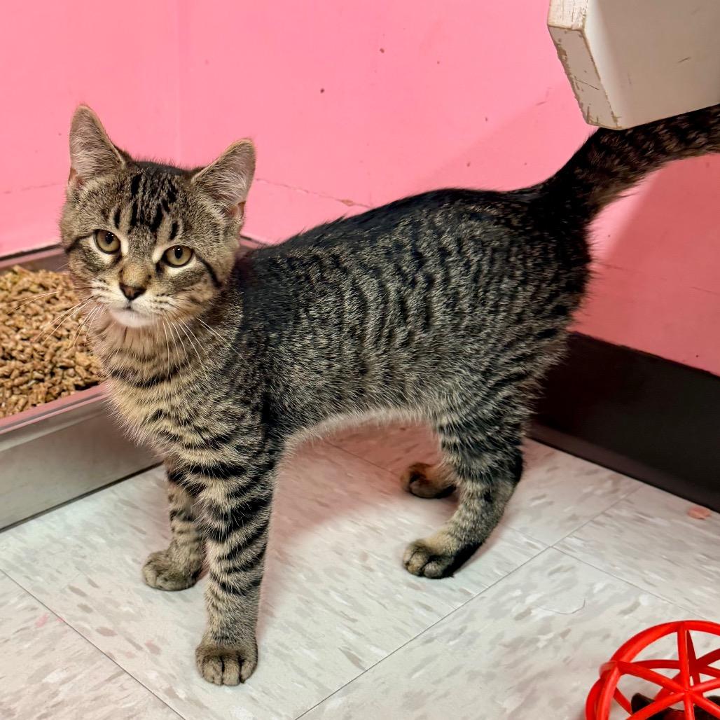 Enlarge Fang, a Adoptable mixed breed in Binghamton, NY image 2/6