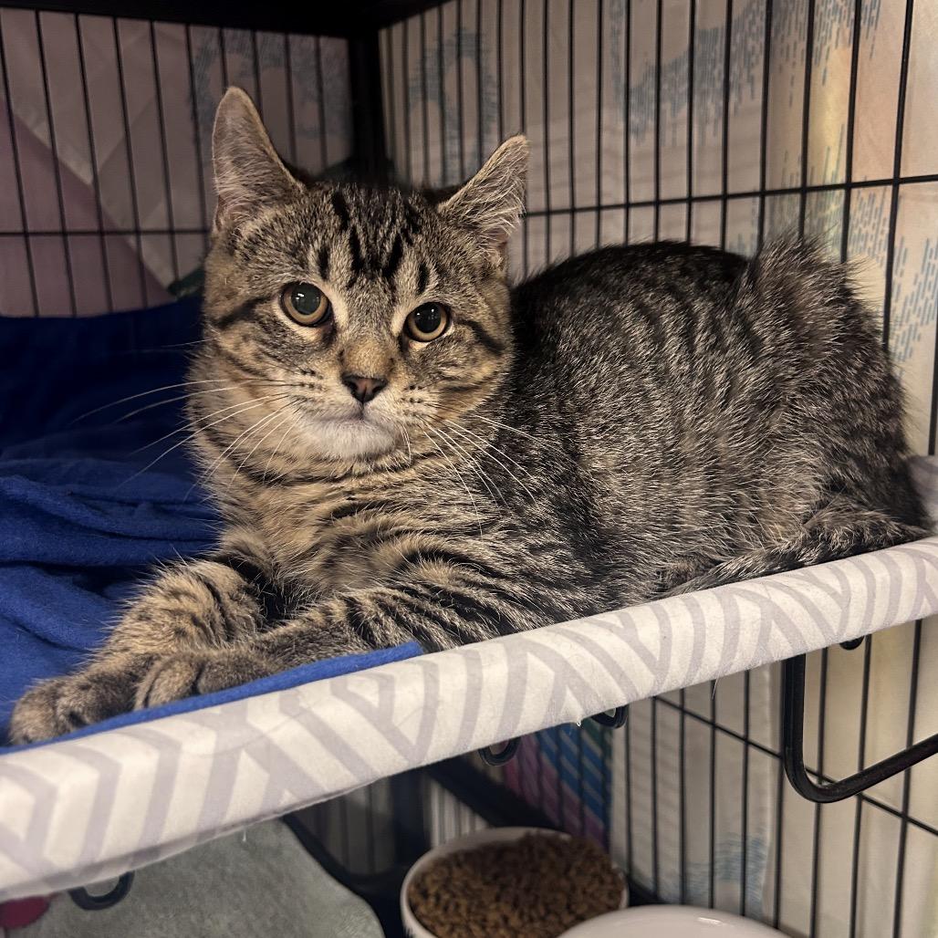 Enlarge Fang, a Adoptable mixed breed in Binghamton, NY image 3/6