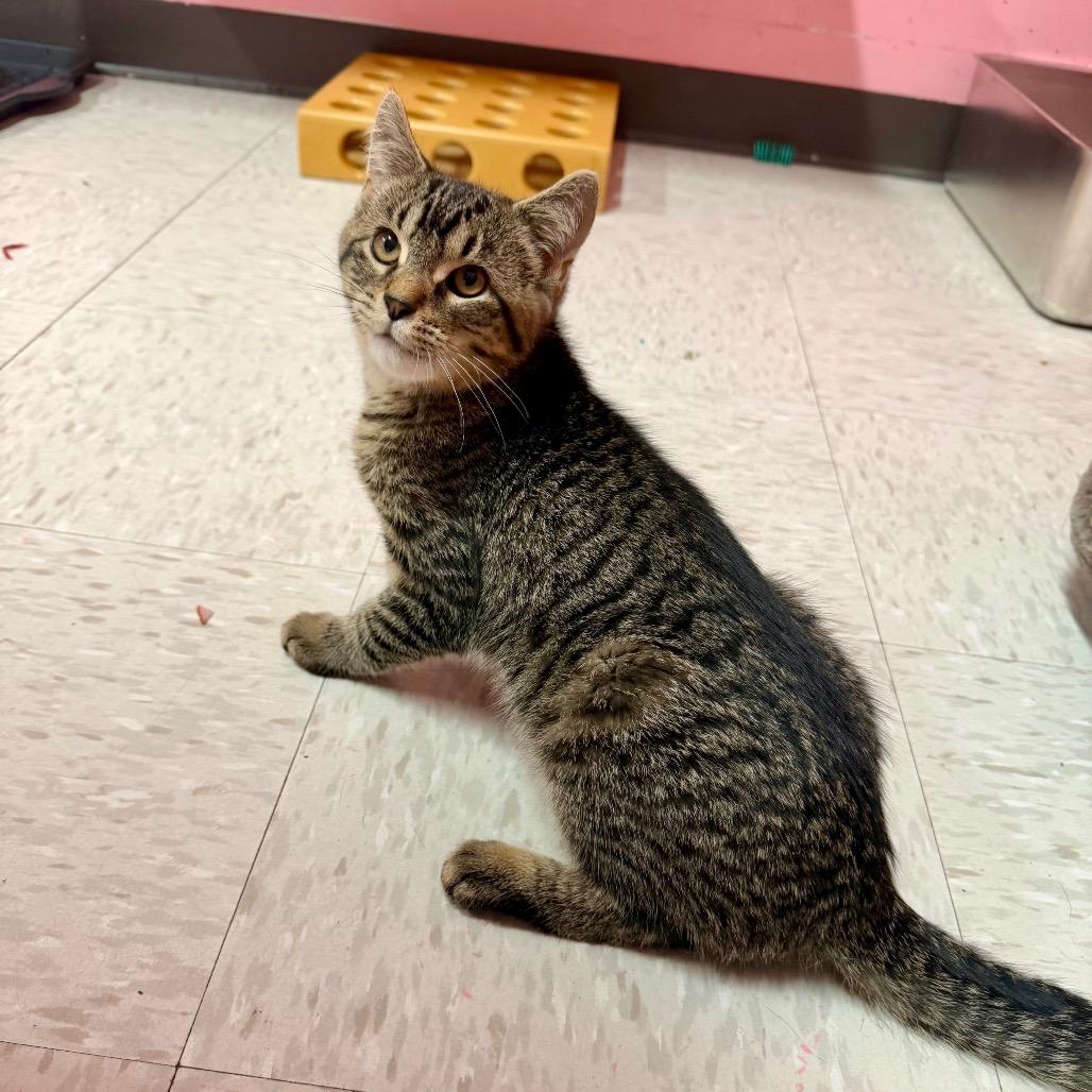 Enlarge Fang, a Adoptable mixed breed in Binghamton, NY image 5/6