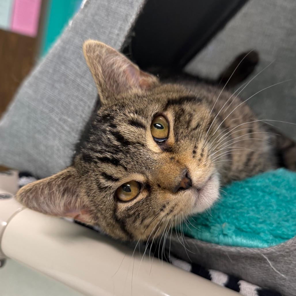 Enlarge Fang, a Adoptable mixed breed in Binghamton, NY image 6/6