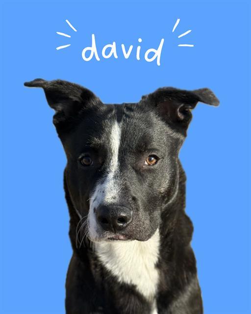 Enlarge DAVID, a Adoptable mixed breed in West Valley City, UT image 1/1