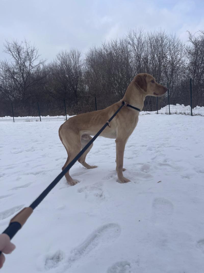 Nelson, Adoptable, Young Male Mixed Breed.