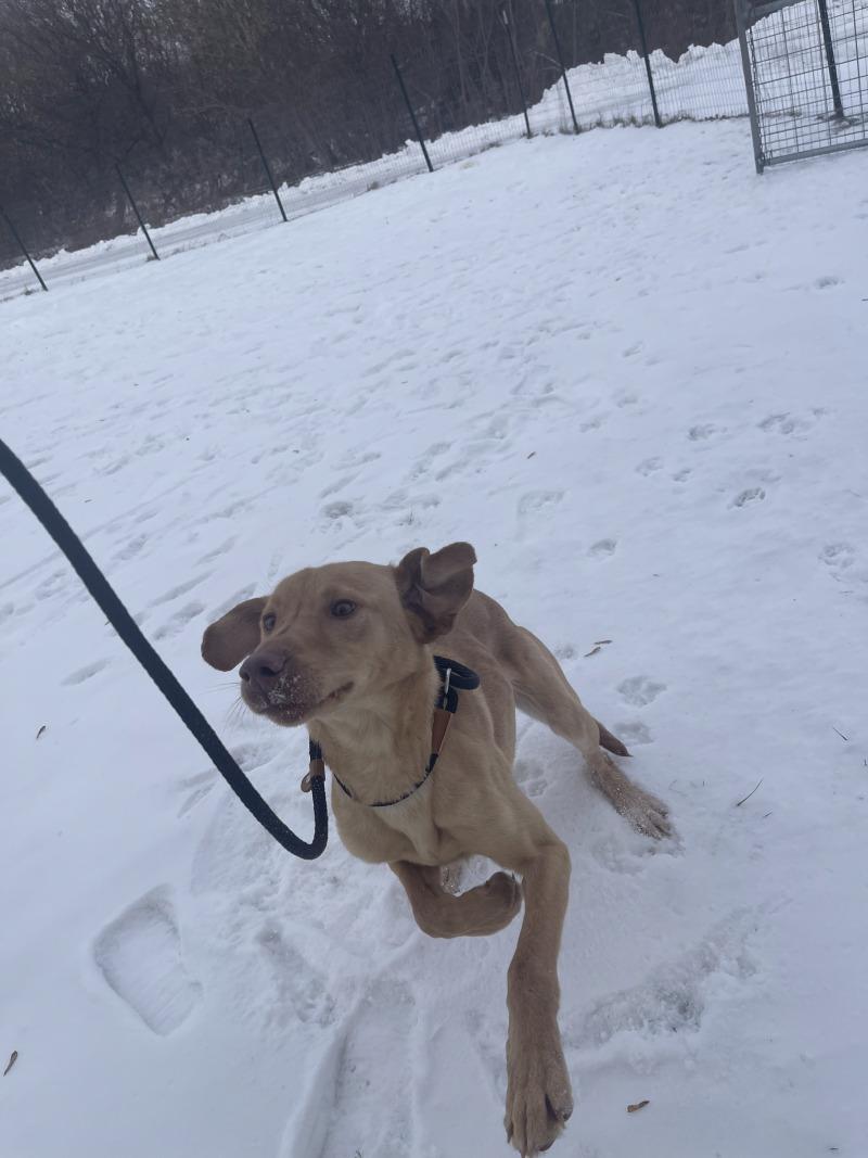 Enlarge Nelson, a Adoptable Mixed Breed in Cortland, NY image 2/5