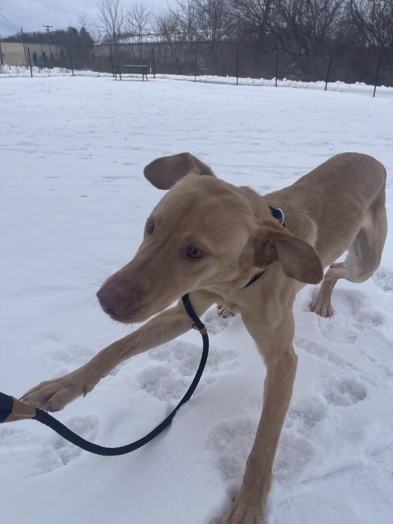 Enlarge Nelson, a Adoptable Mixed Breed in Cortland, NY image 4/5