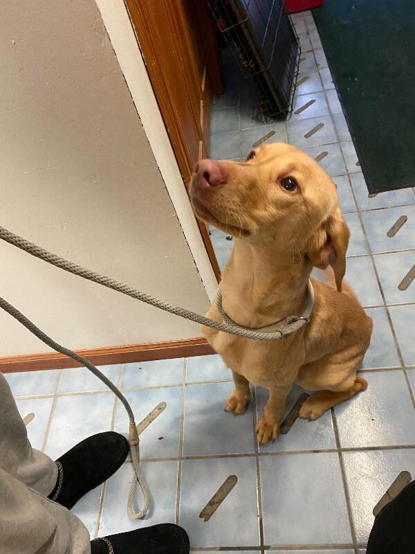 Enlarge Nelson, a Adoptable Mixed Breed in Cortland, NY image 5/5