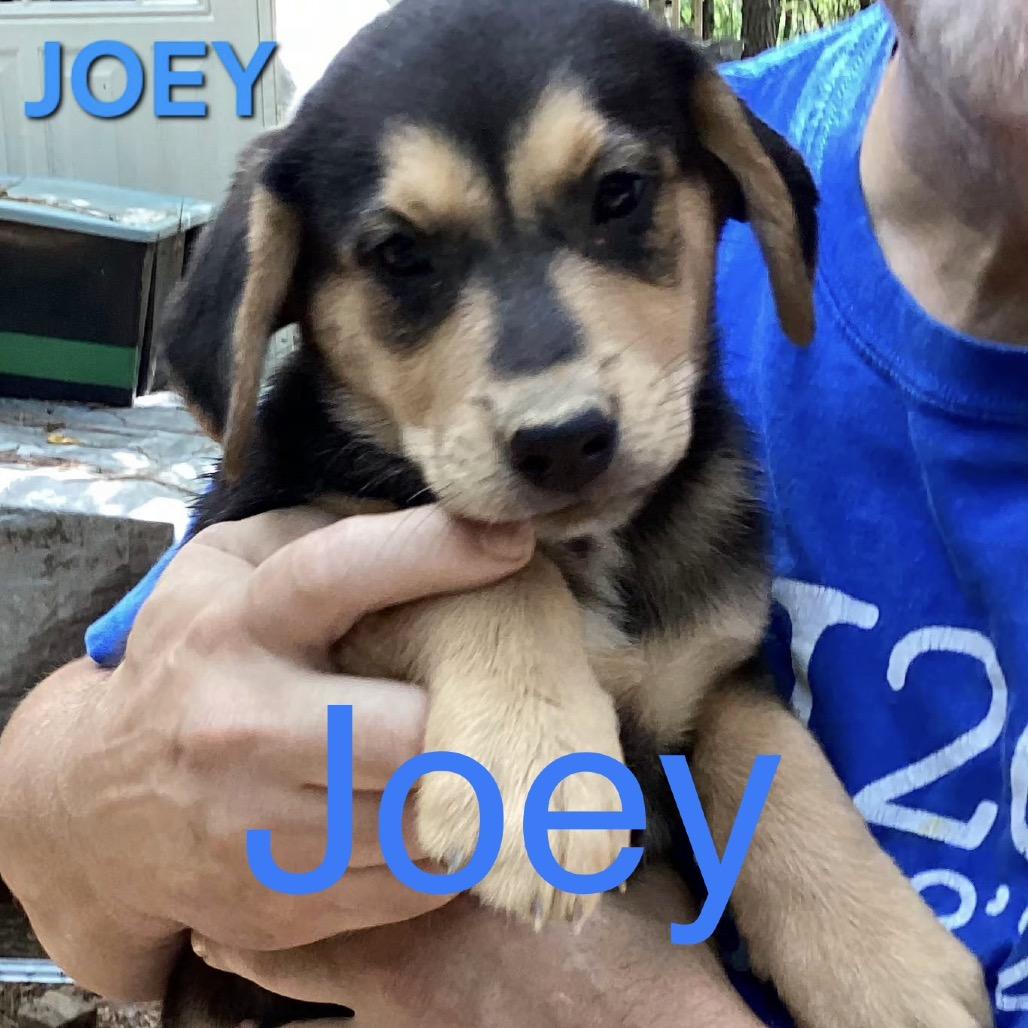 NY Joey Avail Aug 26 (MTK Hotel Mount Kisco), Adoptable, Puppy Male Mixed Breed.