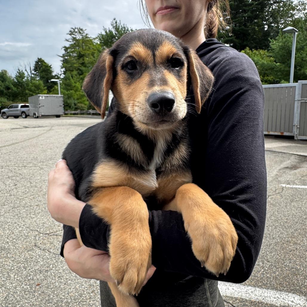 Enlarge NY Joey Avail Aug 26 (MTK Hotel Mount Kisco), a Adoptable Mixed Breed in Eastford, CT image 2/3