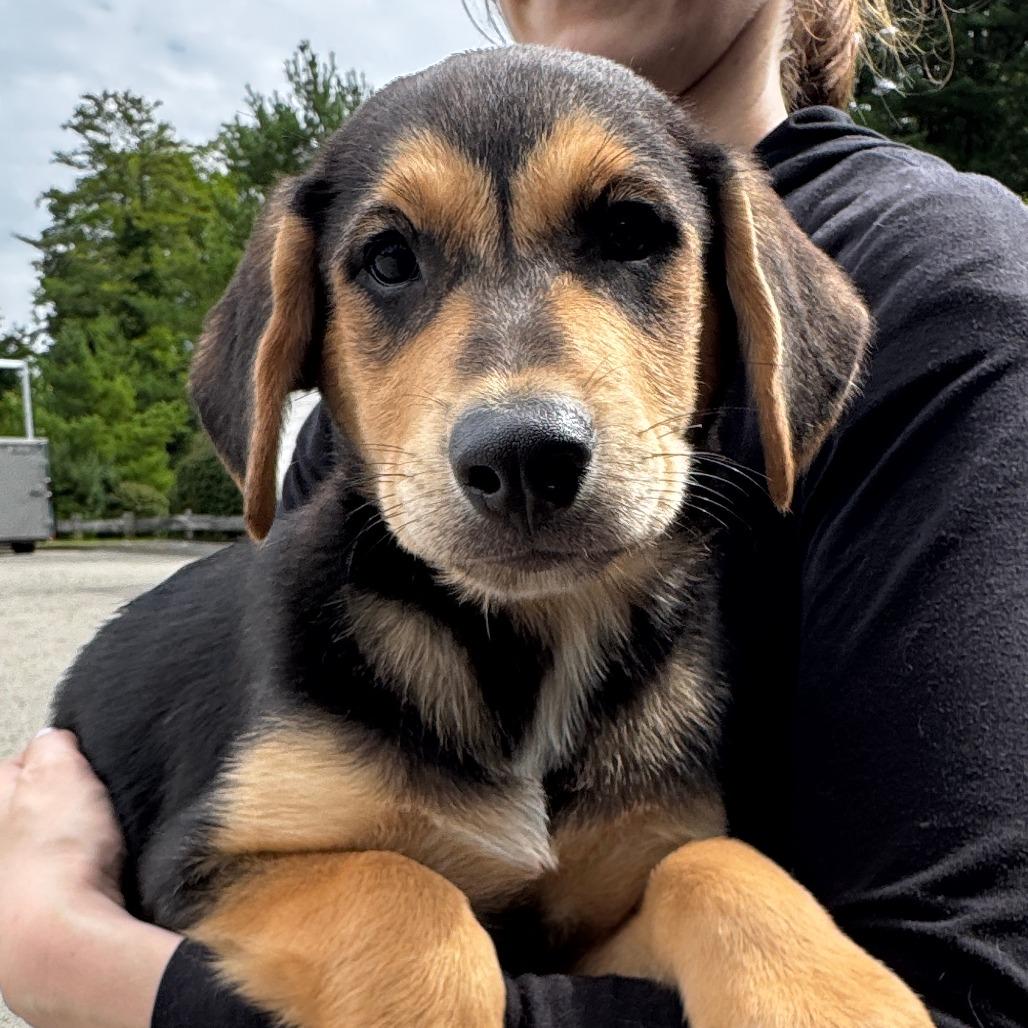 Enlarge NY Joey Avail Aug 26 (MTK Hotel Mount Kisco), a Adoptable Mixed Breed in Eastford, CT image 3/3