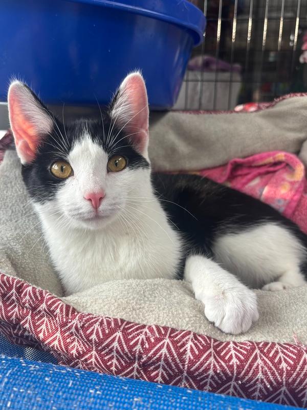 Enlarge Courtney, a Adoptable Domestic Short Hair in Kalamazoo, MI image 1/1