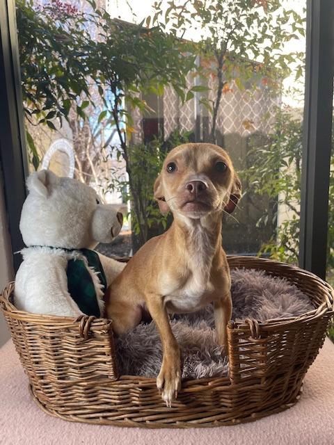 Brady, a Adoptable Chihuahua in Fort Worth, TX image 1/2