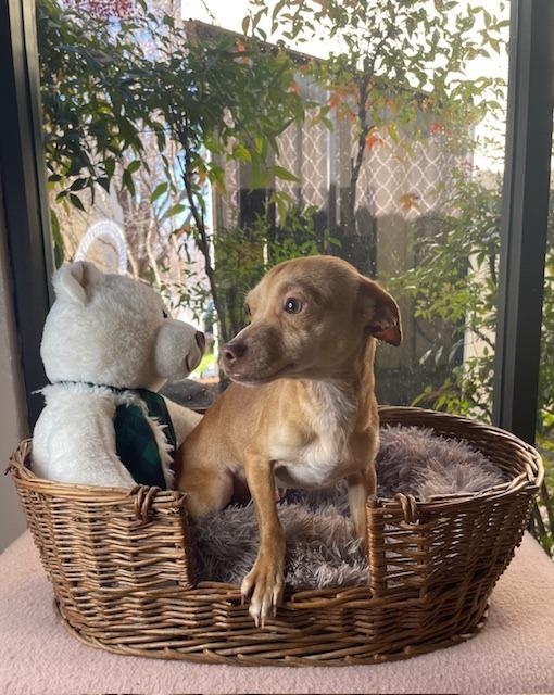 Brady, Adoptable, Adult Male Chihuahua.