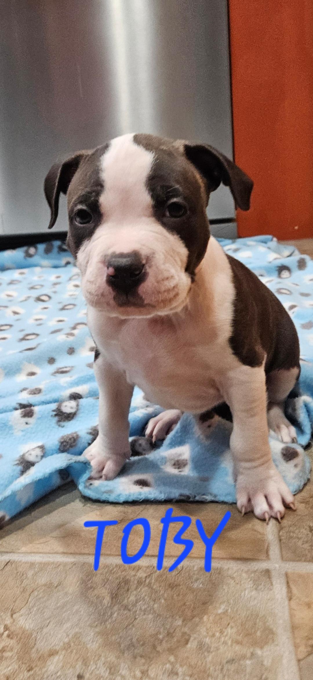 Toby, ADOPTABLE, Puppy Male Pit Bull Terrier.