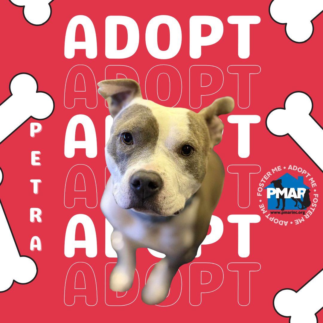 Enlarge Petra, a Adoptable mixed breed in Binghamton, NY image 2/2