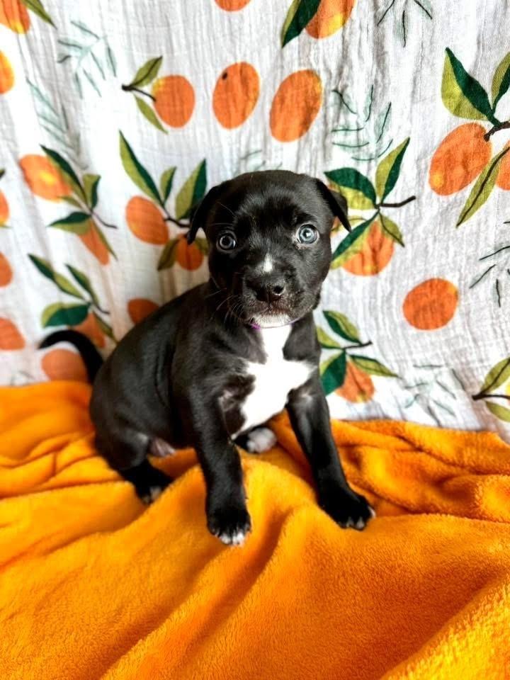 Poppy, Adoptable, Puppy Female Pit Bull Terrier & Mixed Breed.