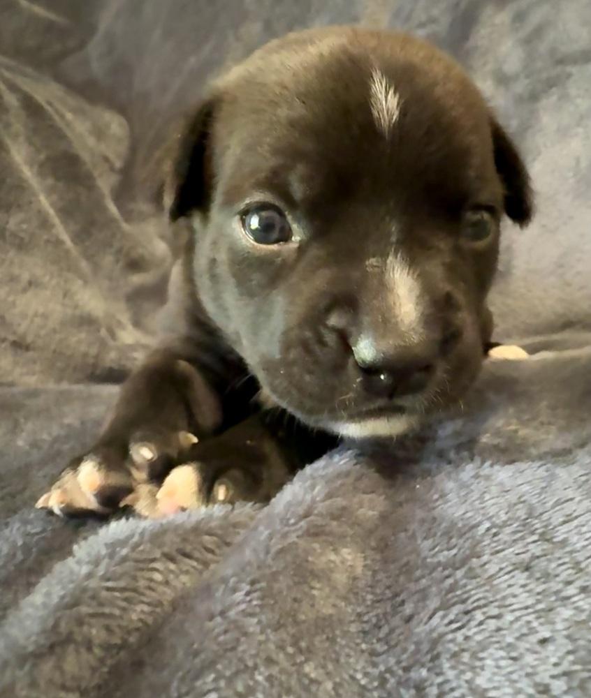 Enlarge Poppy, a Adoptable mixed breed in Warr Acres, OK image 2/6