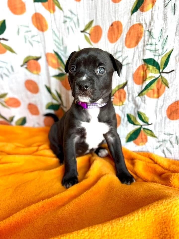 Enlarge Poppy, a Adoptable mixed breed in Warr Acres, OK image 3/6