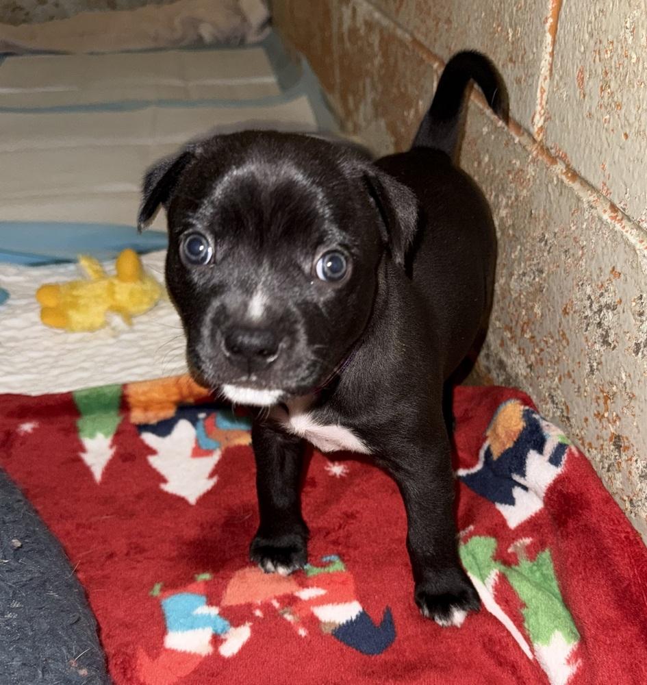 Enlarge Poppy, a Adoptable mixed breed in Warr Acres, OK image 4/6