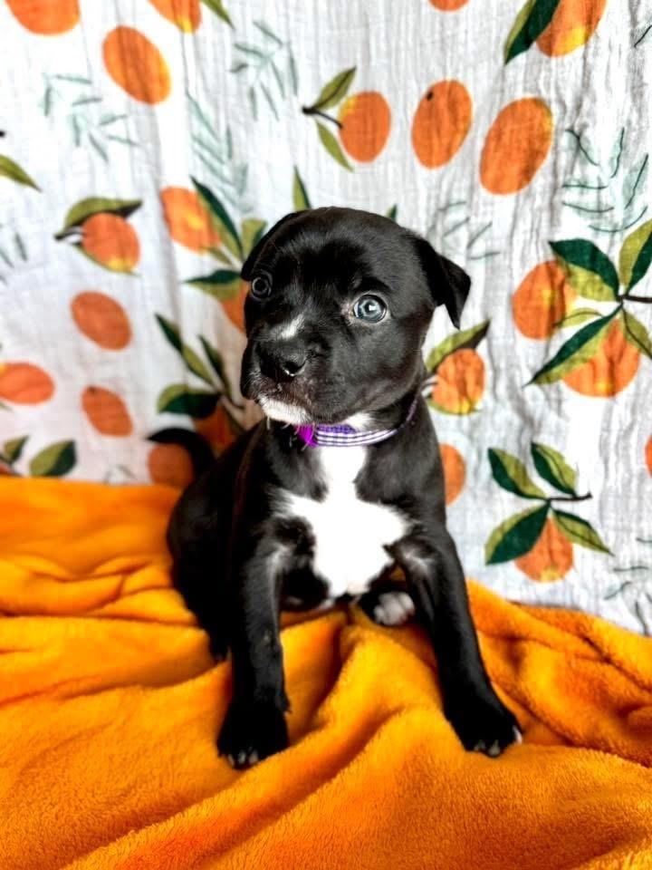 Enlarge Poppy, a Adoptable mixed breed in Warr Acres, OK image 5/6