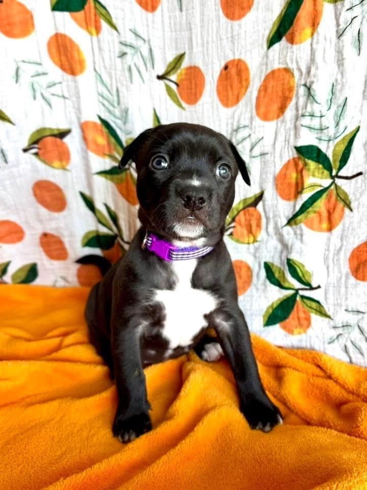 Enlarge Poppy, a Adoptable mixed breed in Warr Acres, OK image 6/6