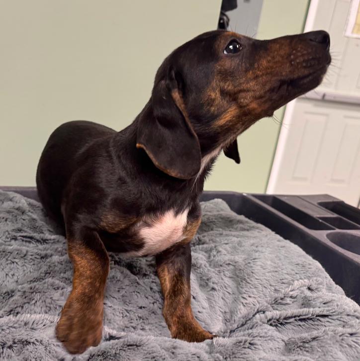 Clyde, Adopted, Young Male Dachshund.
