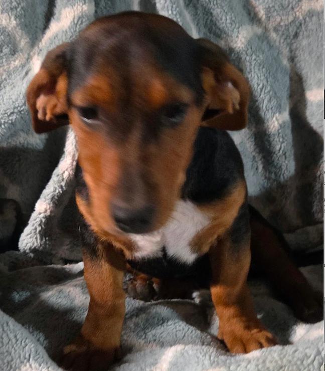 Clyde, a Adopted Dachshund in Decatur, GA image 2/3