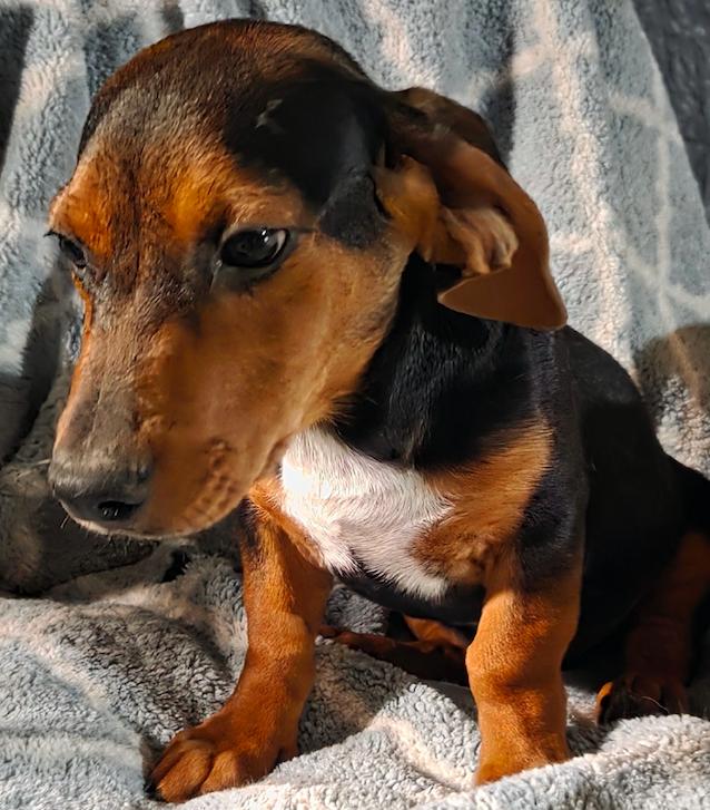 Clyde, a Adopted Dachshund in Decatur, GA image 3/3
