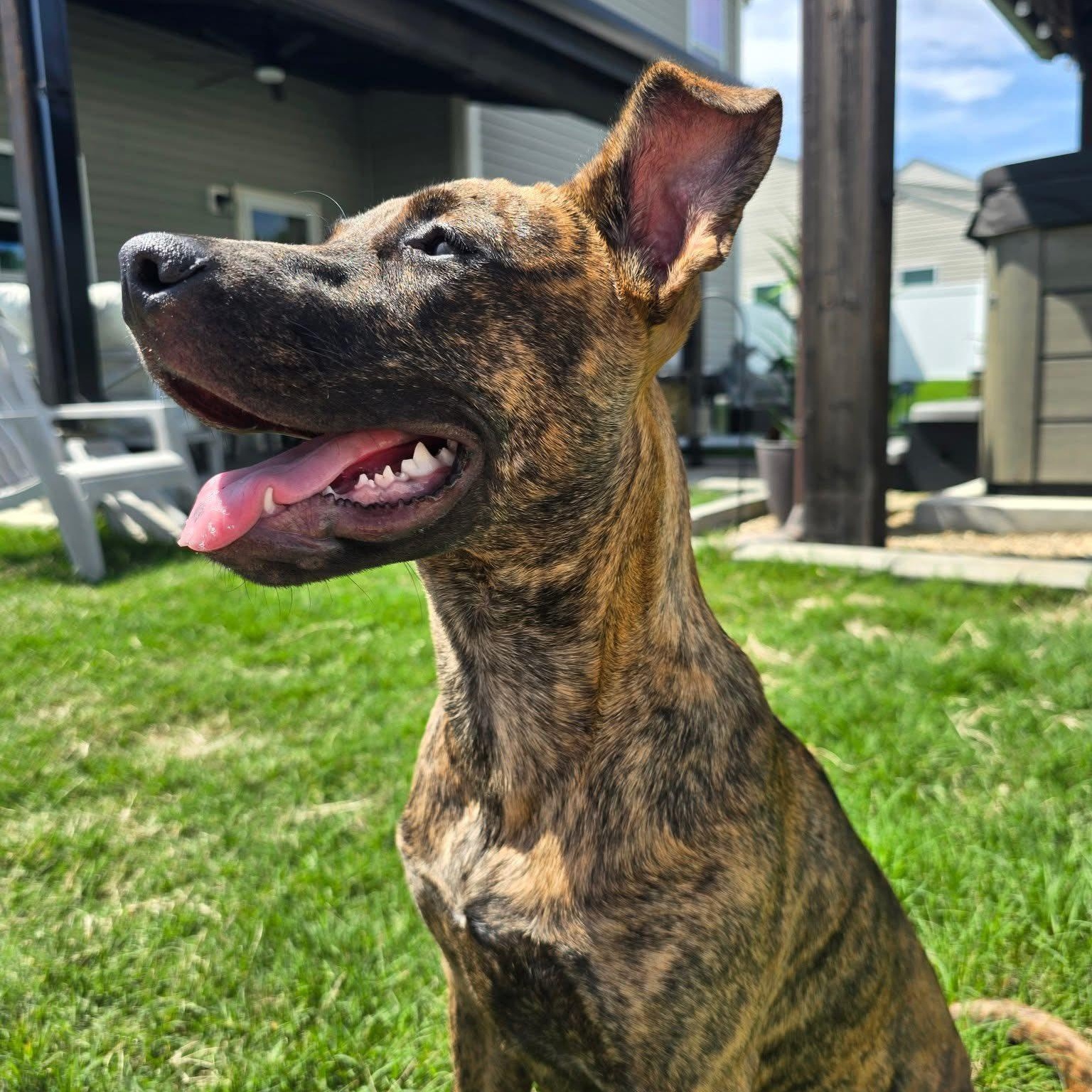 Miley, Young Female Plott Hound