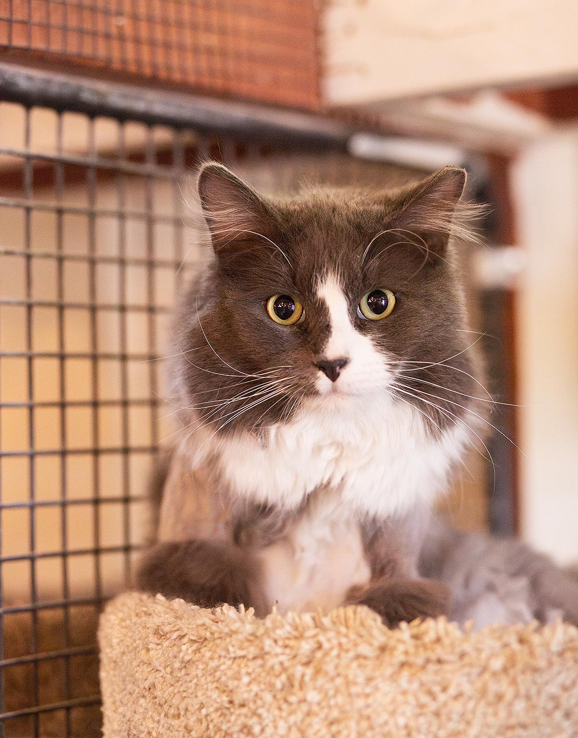 Dreamy, ADOPTABLE, Adult Male Domestic Long Hair.