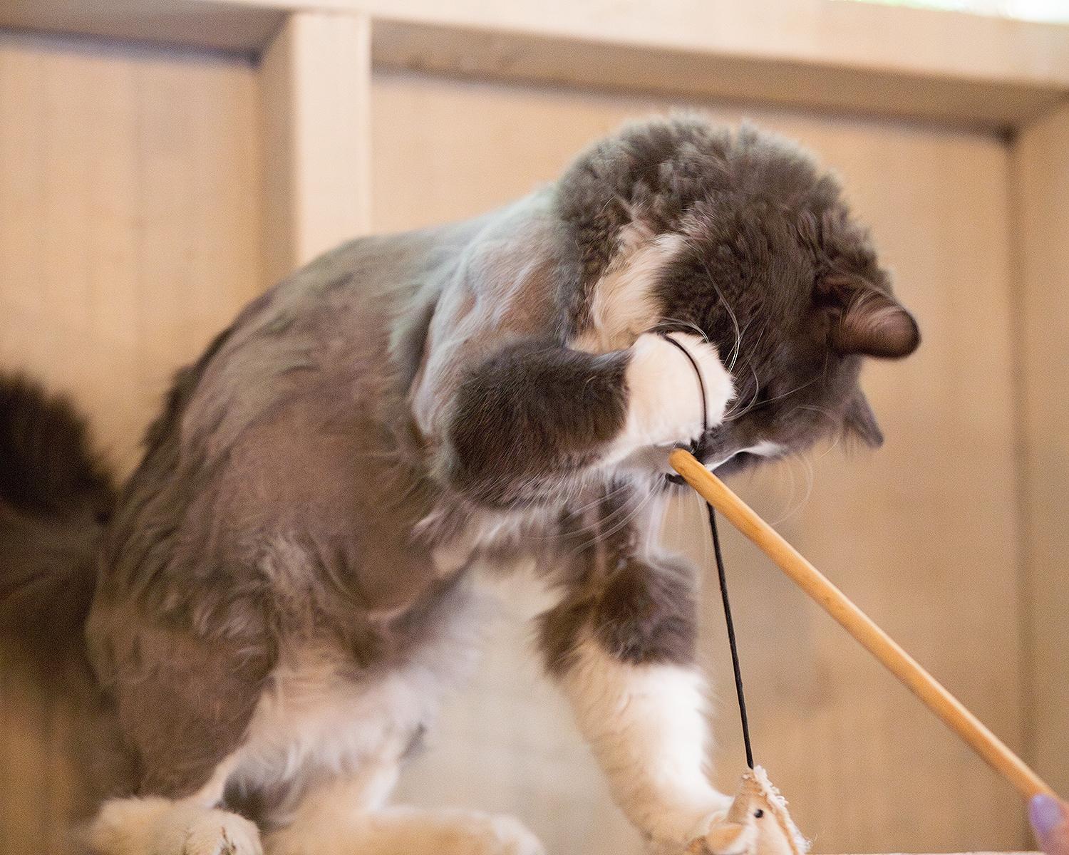 Enlarge Dreamy, a ADOPTABLE Domestic Long Hair in Marana, AZ image 3/5