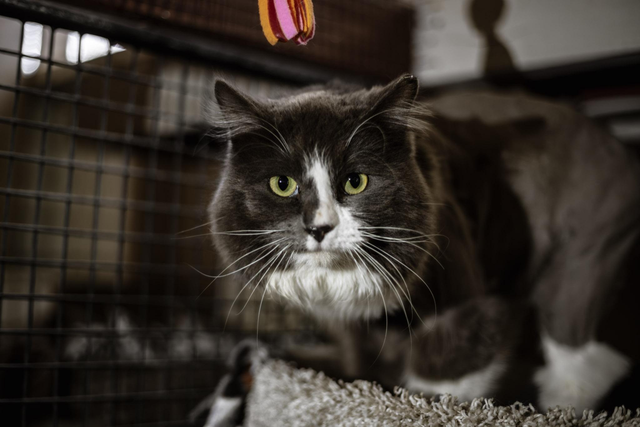 Dreamy, a ADOPTABLE Domestic Long Hair in Marana, AZ image 2/4