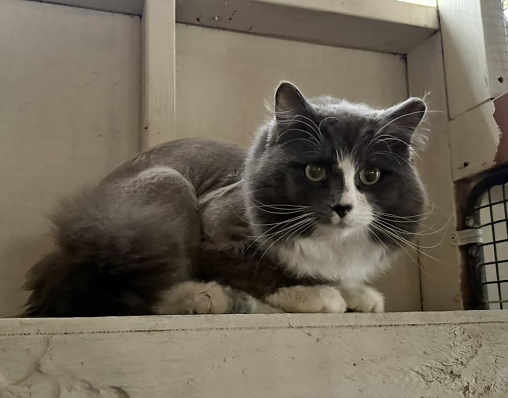 Enlarge Dreamy, a ADOPTABLE Domestic Long Hair in Marana, AZ image 1/2