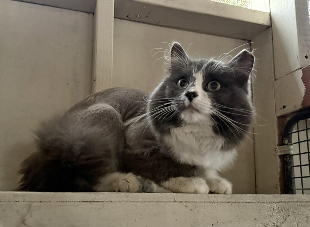 Enlarge Dreamy, a ADOPTABLE Domestic Long Hair in Marana, AZ image 2/2