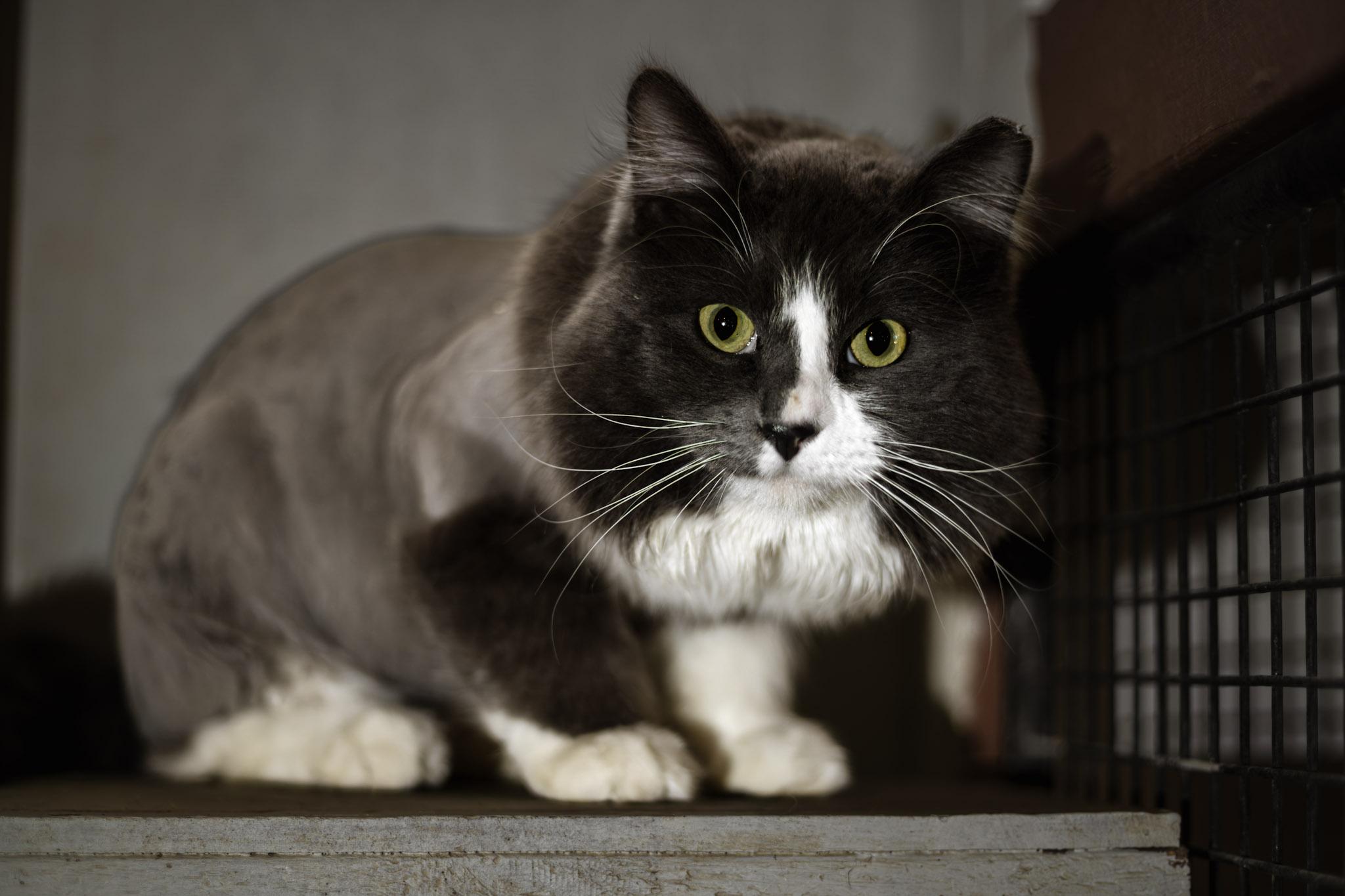 Dreamy, a ADOPTABLE Domestic Long Hair in Marana, AZ image 1/4
