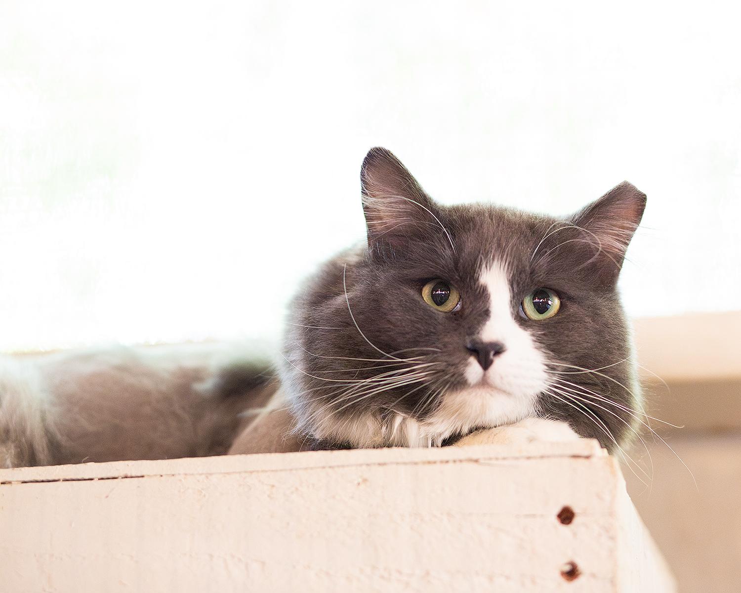 Enlarge Dreamy, a ADOPTABLE Domestic Long Hair in Marana, AZ image 2/5