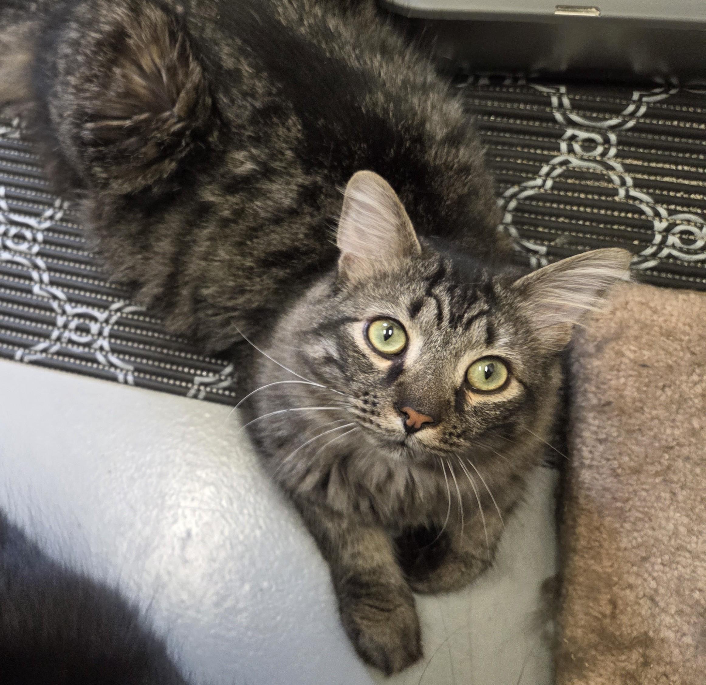 Winston (Winnie), a ADOPTABLE mixed breed in Butler, PA image 2/2