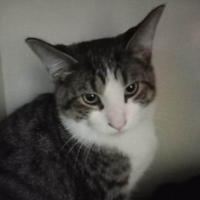 Malachite, a Adoptable American Shorthair in Blue Earth, MN image 2/4