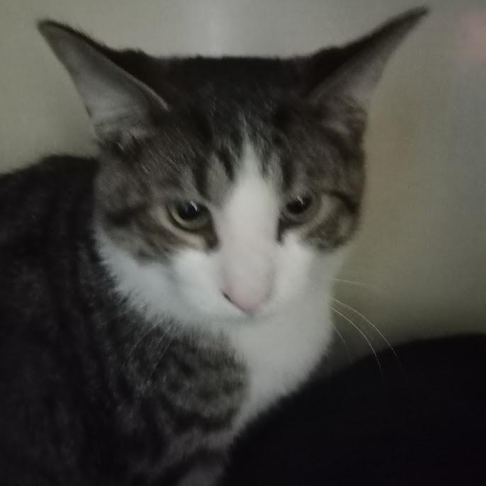 Malachite, a Adoptable American Shorthair in Blue Earth, MN image 4/4