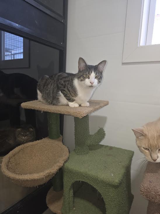 Malachite, a Adoptable American Shorthair in Blue Earth, MN image 2/4