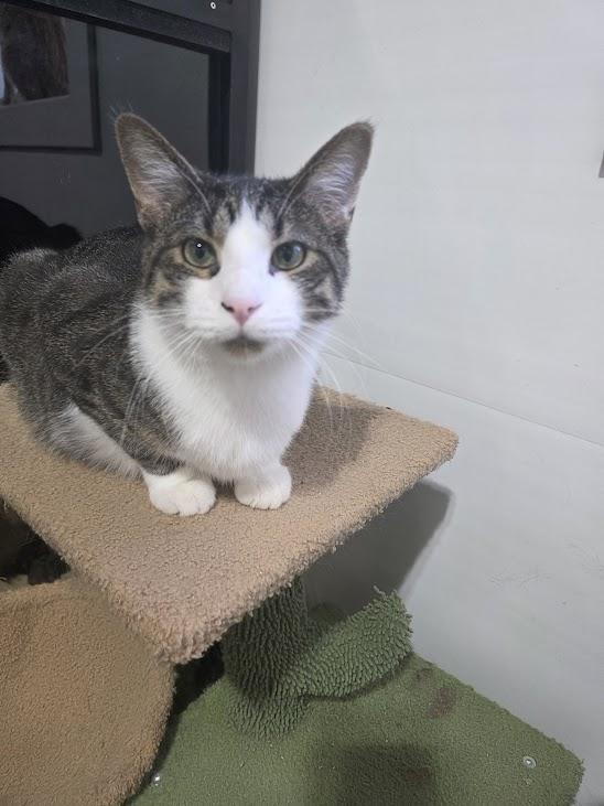 Malachite, a Adoptable American Shorthair in Blue Earth, MN image 1/4