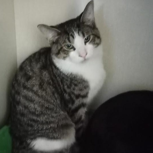 Malachite, a Adoptable American Shorthair in Blue Earth, MN image 3/4