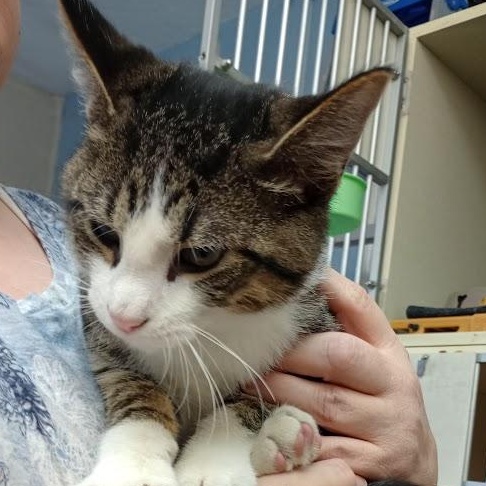 Malachite, a Adoptable American Shorthair in Blue Earth, MN image 1/4