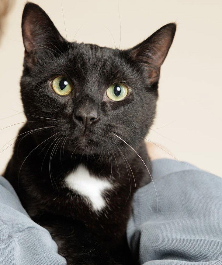 Will, Adoptable, Young Male Domestic Short Hair.