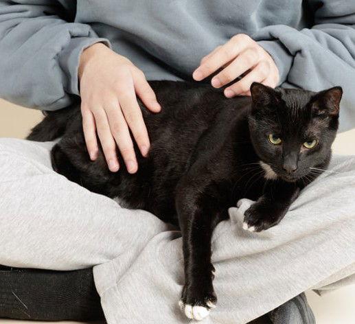 Will, a Adoptable Domestic Short Hair in Richmond Hill, ON image 2/3