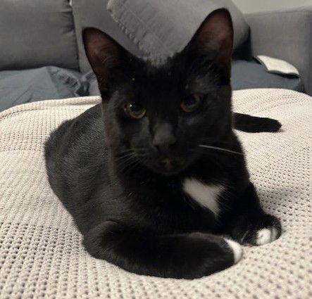 Enlarge Will (+ Sibling), a Adoptable Domestic Short Hair in Richmond Hill, ON image 1/3