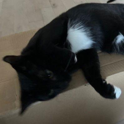 Enlarge Will (+ Sibling), a Adoptable Domestic Short Hair in Richmond Hill, ON image 3/3