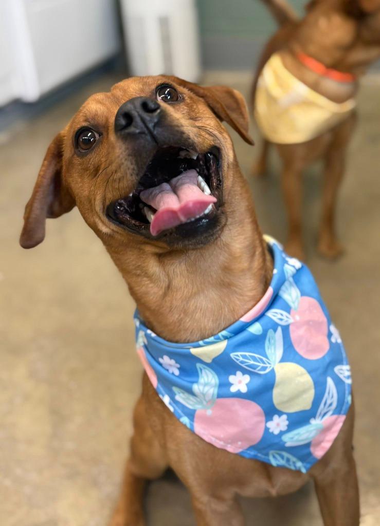 Bruno, Adoptable, Young Male Terrier & Pit Bull Terrier.