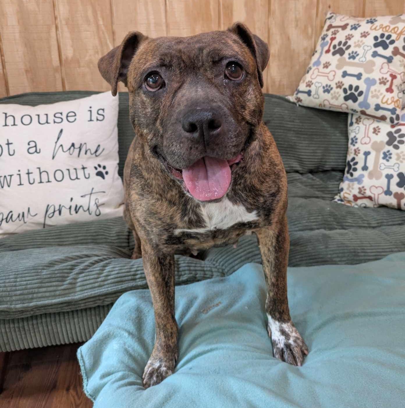 Dog for adoption - Peta, a Bulldog Mix in Wilmington, NC | Petfinder