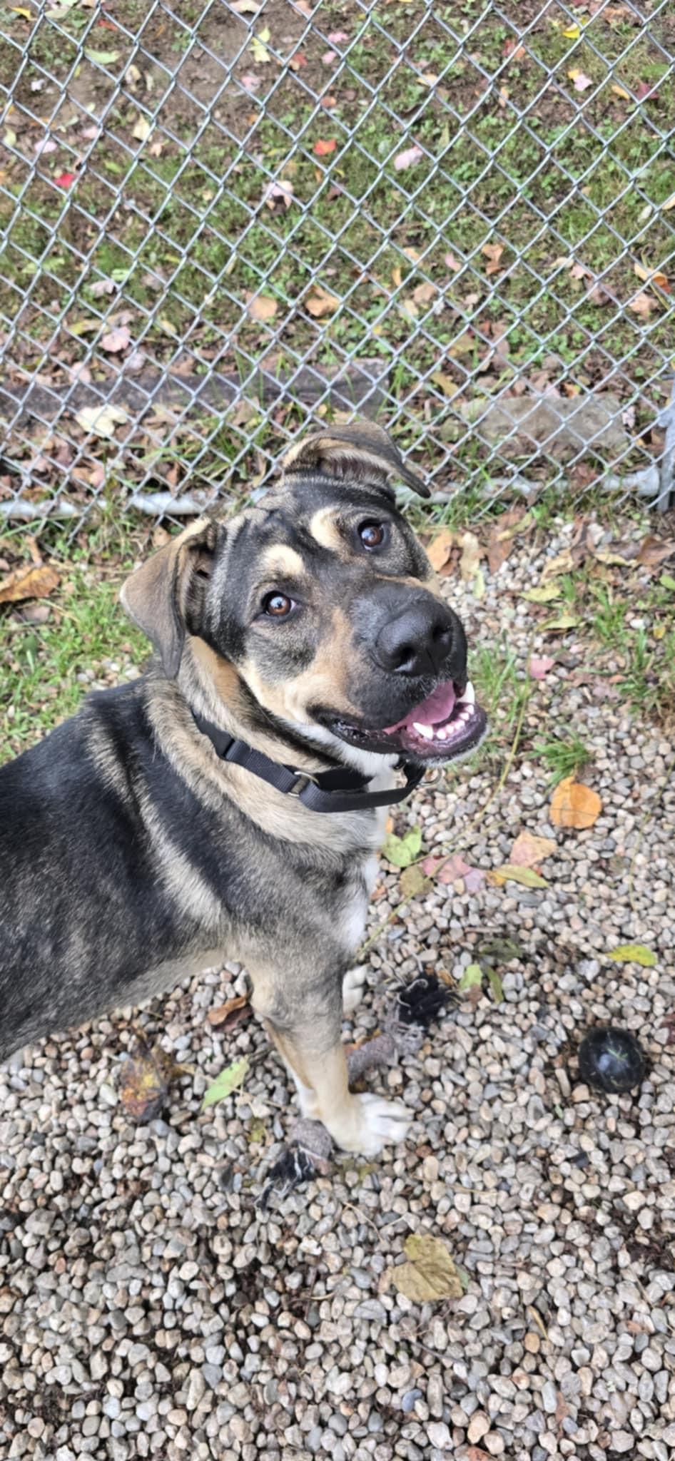 Tuck, Adult Male German Shepherd Dog