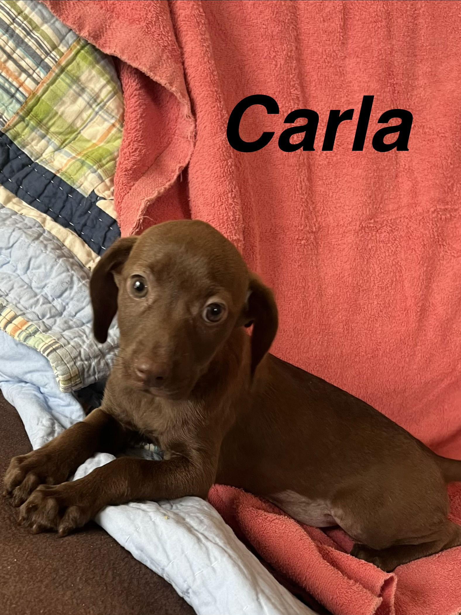 Carla